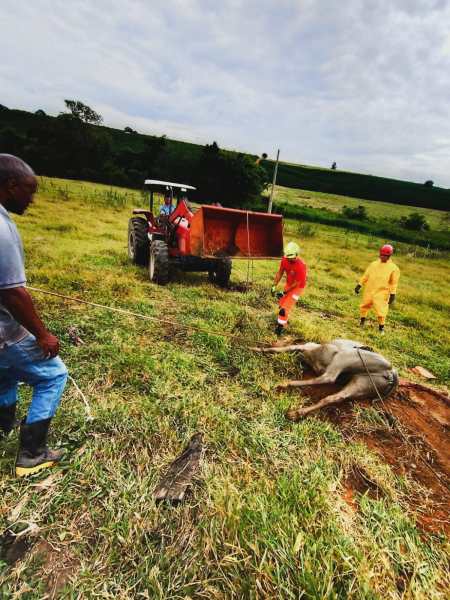 Um trator vermelho em um campo, com uma pessoa ao volante e duas outras pessoas de equipamentos amarelos e vermelhos ao lado, tentando mover uma vaca caída no chão.