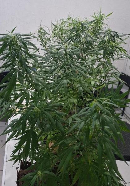 Planta de maconha com folhas verdes em um ambiente interno.