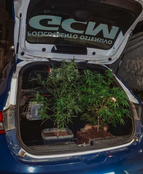 Maleteiro de carro azul com plantas de cannabis visíveis dentro.