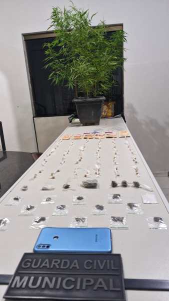 Mesa com uma planta de maconha em um vaso, acompanhada de várias embalagens e substâncias organizadas em fileiras. Um celular azul e uma placa da Guarda Civil Municipal estão em primeiro plano.