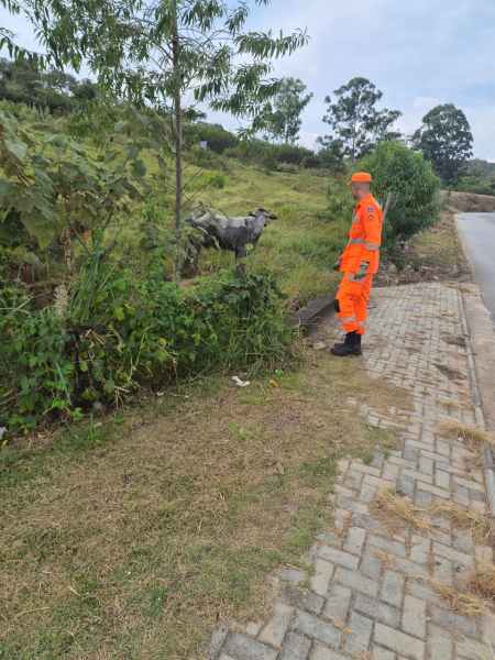 Um homem vestido com um uniforme laranja de resgate observa uma vaca em uma área verde ao lado de uma estrada.