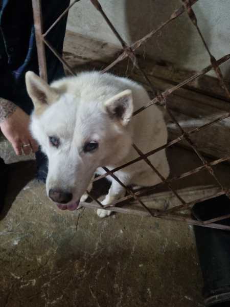 Um cão de pelagem branca sentado atrás de uma grade enferrujada, mostrando um olhar gentil.