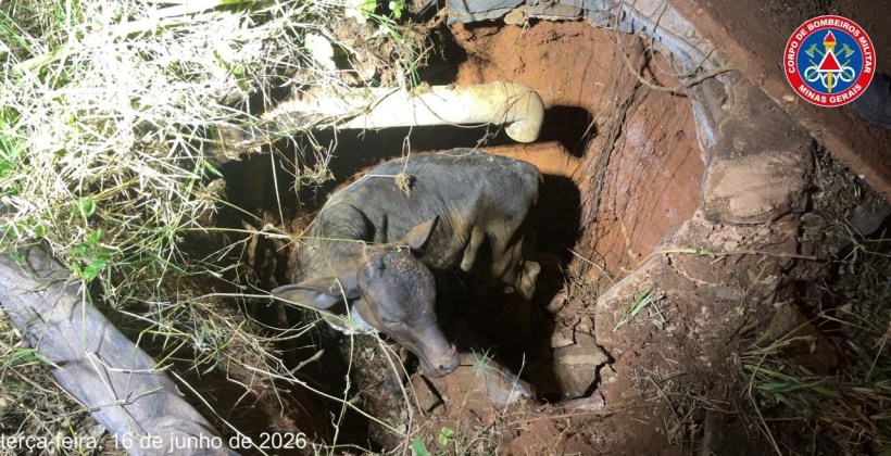 Um bezerro preso em um buraco, cercado por vegetação, com uma mangueira visível ao fundo.