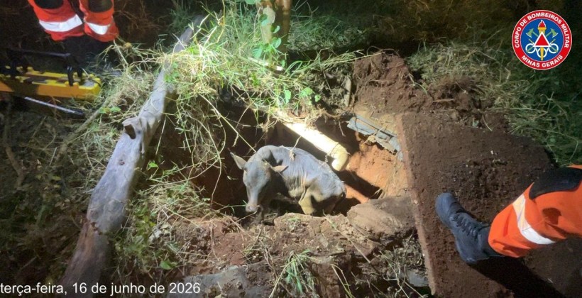 Um animal preso em uma cova, sendo resgatado por profissionais de emergência em uma área de vegetação.