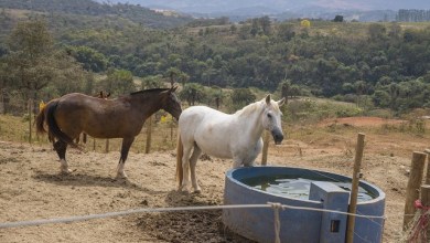 Plenário da ALMG aprova lei sobre equoterapia para PcDs em Minas Gerais