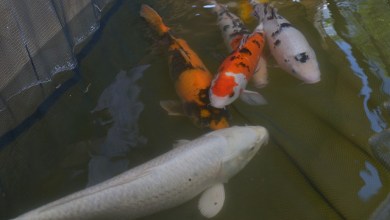 Texto sobre política estadual de aquicultura em Minas Gerais, com cultivo de organismos aquáticos