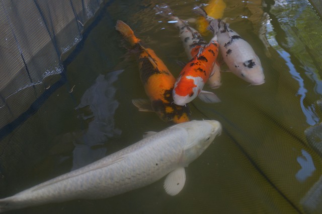 Texto sobre política estadual de aquicultura em Minas Gerais, com cultivo de organismos aquáticos