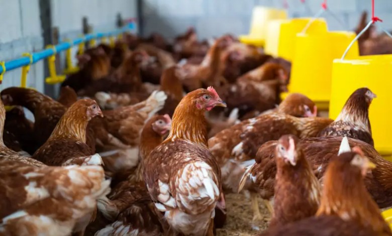 Galpões climatizados em Sete Lagoas ligados à indenização por morte de aves