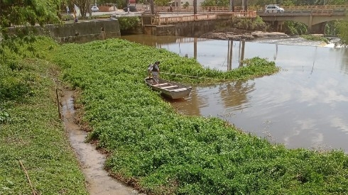 Homem em um barco navegando por um rio coberto de vegetação aquática.