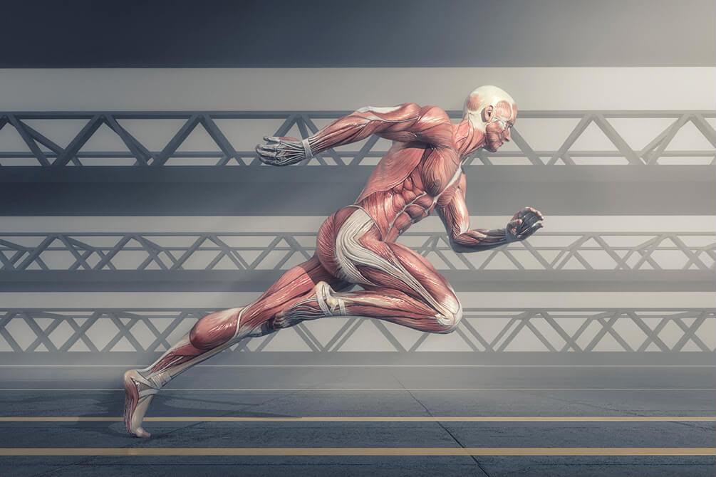 Ligamentos: os estabilizadores das articulações e a importância da atividade física