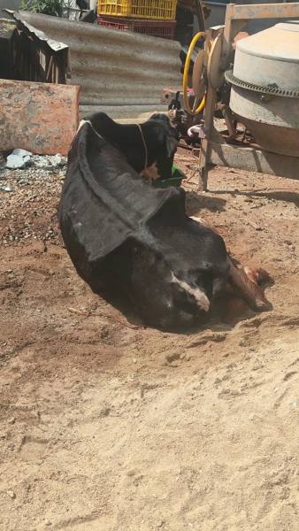 Vaca deitada em um terreno de terra batida, com objetos de metal e plástico ao fundo.