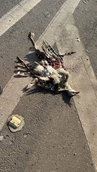 Ave morta no asfalto, mostrando plumas e ferimentos visíveis.