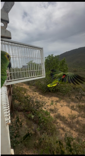 Um papagaio colorido saindo de uma gaiola em direção à natureza, com árvores e montanhas ao fundo.