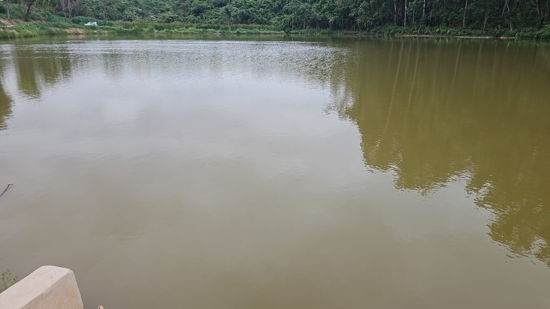 Vista de um lago calmo cercado por vegetação exuberante.