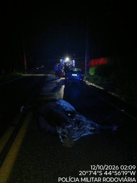 Cena noturna de uma estrada com um carro parado e um acidente envolvendo um animal na pista, enquanto policiais trabalham na cena.