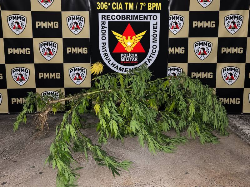 Ramo de planta de maconha em frente a um display da Polícia Militar com logotipo em preto e amarelo.