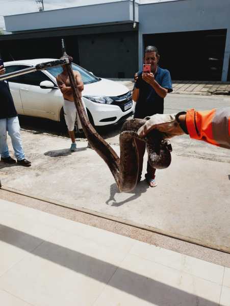 Pessoa segurando uma serpente grande enquanto outras pessoas observam, com um carro ao fundo.